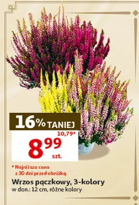 Wrzos pączkowy 3-kolory w don. 12 cm promocja w Auchan