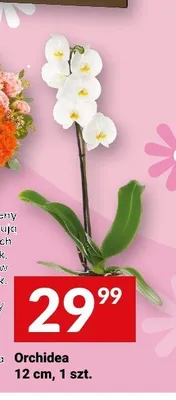 Orchidea 12cm promocja w Twój Market