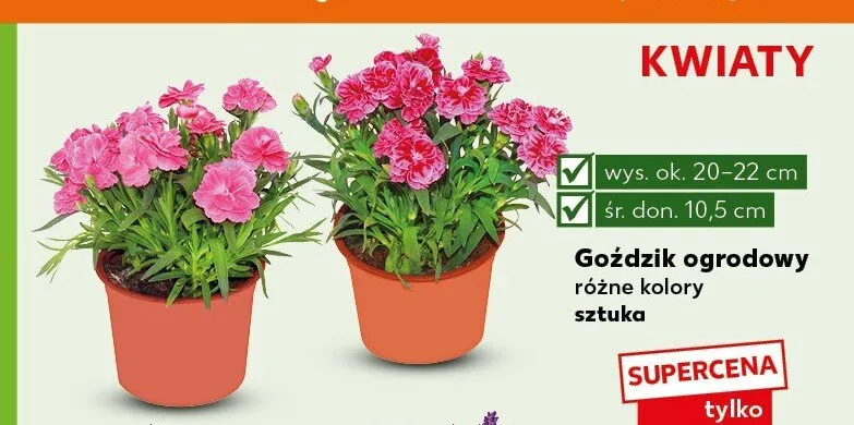 Goździk ogrodowy promocja w Kaufland