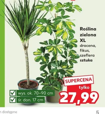 Roślina zielona XL szeflera promocja w Kaufland