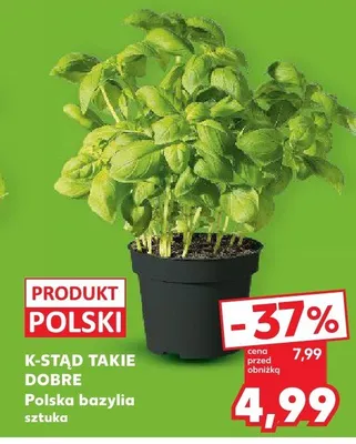 Bazylia polska promocja w Kaufland