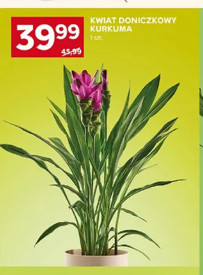 Kwiat doniczkowy Kurkuma promocja w Stokrotka