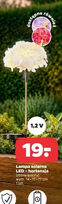 Lampa solarna LED hortensja promocja w Netto