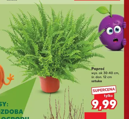 Paproć promocja w Kaufland