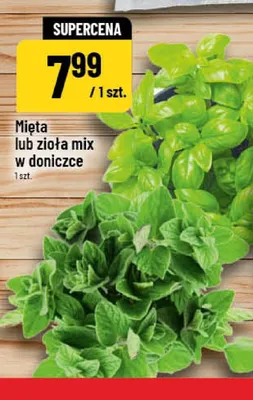 Zioła w doniczce promocja w POLOmarket