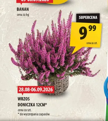 Wrzos doniczka 12 cm promocja w Arhelan