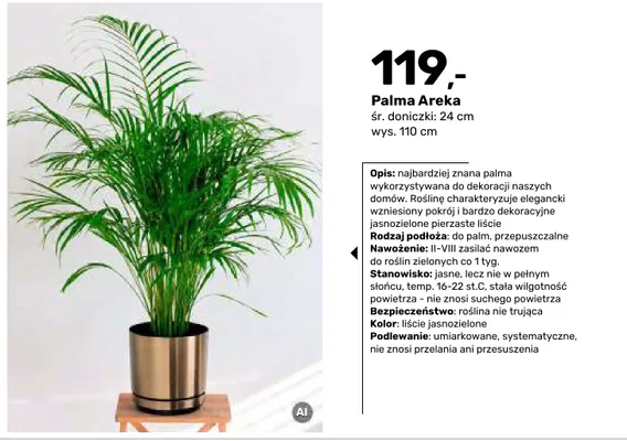 Palma Areka śr. doniczki 24 cm wys. 110 promocja w Bricomarche