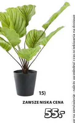 Roślina doniczkowa promocja w Jysk