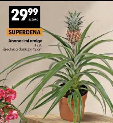 Ananas mi amigo promocja w Delikatesy Centrum