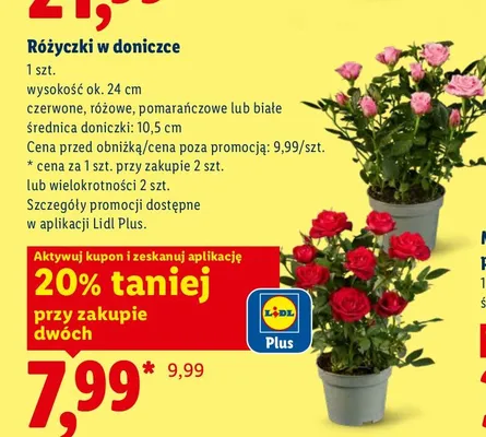 Różyczki w doniczce promocja w Lidl