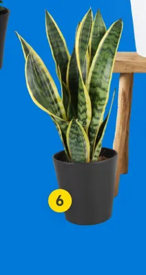 Roślina doniczkowa Sansevieria laurentii promocja w Castorama