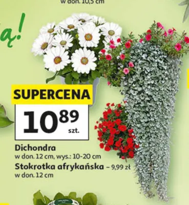 Rośliny promocja w Auchan