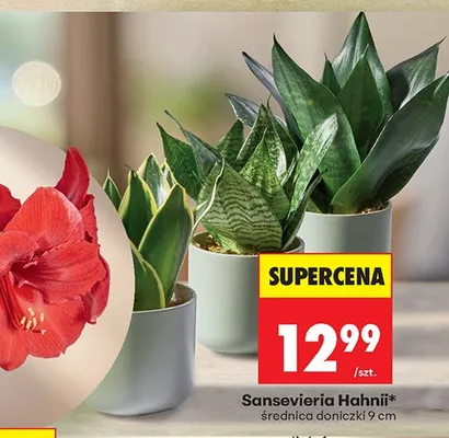 Sansevieria Hahnii roślina doniczkowa 9cm promocja w Biedronka