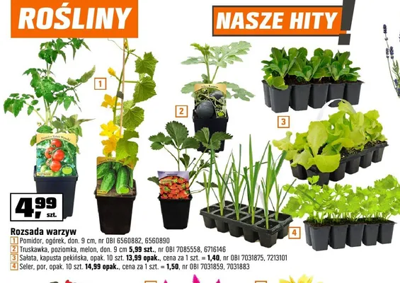 Rozsada warzyw Pomidor ogórek don. 9cm promocja w OBI