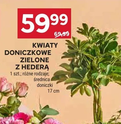 Kwiaty doniczkowe zielone z hederą promocja w Stokrotka