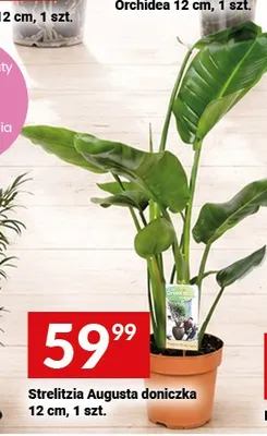 Strelitzia Augusta doniczka 12 cm promocja w Twój Market