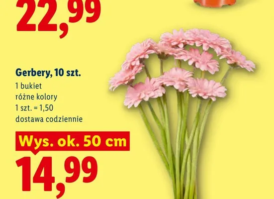 Gerbery 10-pak promocja w Lidl