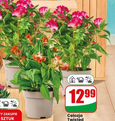 Celozja Twisted doniczka 12cm wysokość 30cm promocja w Dino