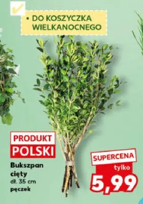 Bukszpan cięty dł. 35 cm promocja w Kaufland