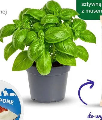 Bazylia świeża w doniczce promocja w Carrefour