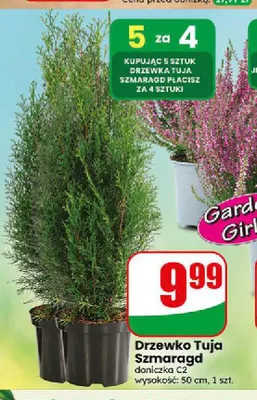 Drzewko Tuja Szmaragd promocja w Dino