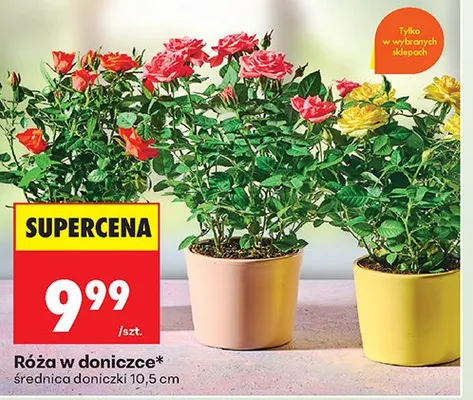 Róża w doniczce promocja w Biedronka