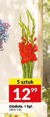 Gladiola 5-pak promocja w Twój Market
