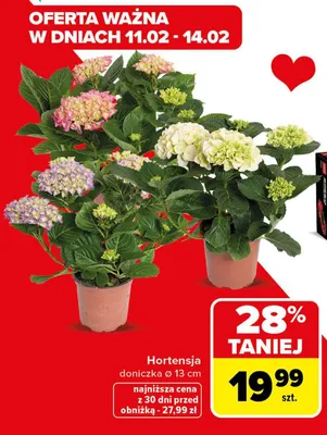 Hortensja doniczka promocja w Carrefour Market