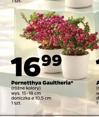 Pernetthya Gaultheria promocja w Netto