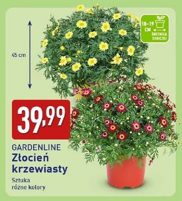 Złocień krzewiasty promocja w Aldi