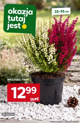 Wrzosiec Twin promocja w Stokrotka