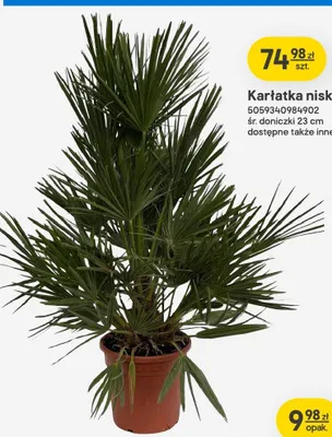 Karłatka niska śr. doniczki 23cm promocja w Castorama