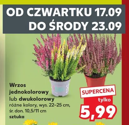 Wrzos dwukolorowy promocja w Kaufland
