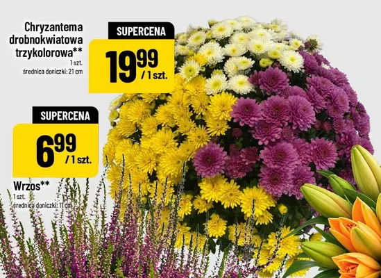 Chryzantema drobnokwiatowa trzykolorowa promocja w POLOmarket