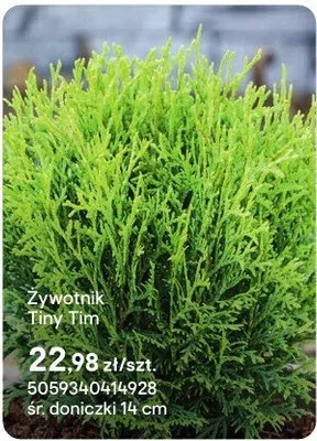 Żywotnik Tiny Tim promocja w Castorama