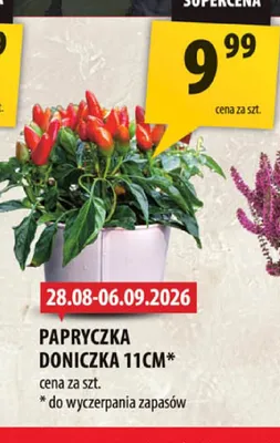 Papryczka doniczka 11 cm promocja w Arhelan