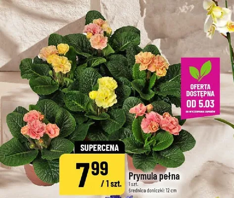 Prymula pełna promocja w POLOmarket