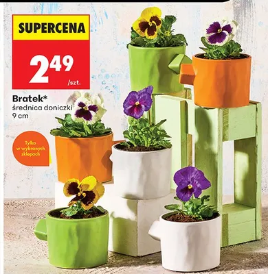 Bratek w doniczce promocja w Biedronka
