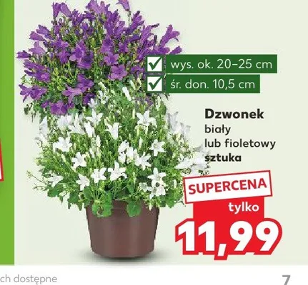 Dzwonek biały promocja w Kaufland