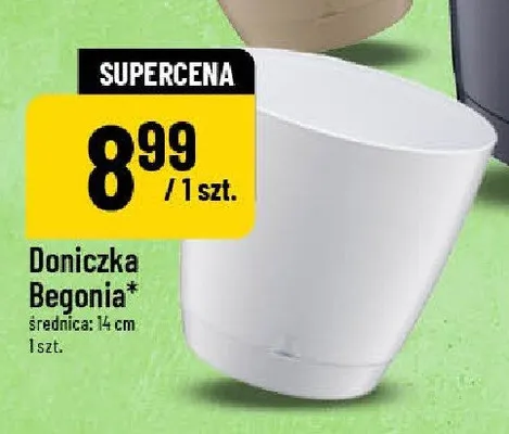 Doniczka Begonia 14 cm promocja w POLOmarket