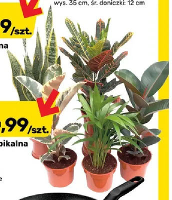Roślina tropikalna mix Ii promocja w Bricomarche