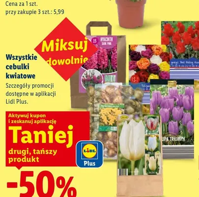 Cebulki kwiatowe promocja w Lidl