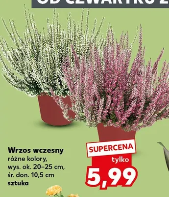 Wrzos wczesny promocja w Kaufland