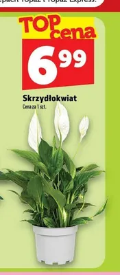 Skrzydłokwiat promocja w TOPAZ