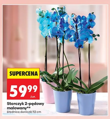 Storczyk 2-pędowy malowany średnica doniczki 12cm promocja w Biedronka
