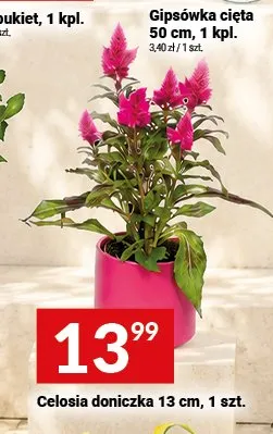 Celosia doniczkowa promocja w Twój Market