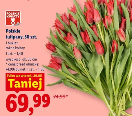 Polskie tulipany 50 sztuk promocja w Lidl