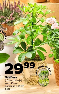 Szeflera promocja w Netto