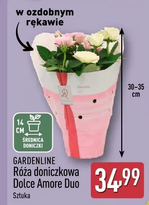 Róża doniczkowa Dolce Amore Duo promocja w Aldi