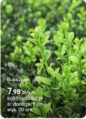 Bukszpan promocja w Castorama
